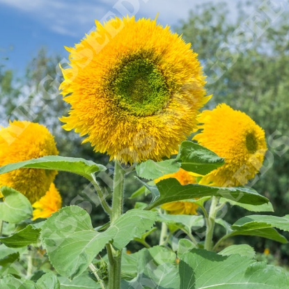 Picture of HELIANTHUS Sunflower Turbo Teddy F1 PPP A.Helianthus annuus B.GB40557 C.Lot D.GB
